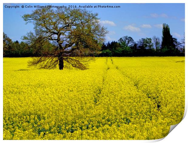 Mellow Yellow oilseed rape Print by Colin Williams Photography