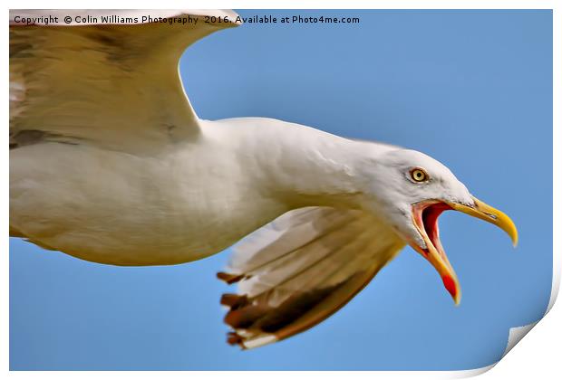 Seagull in Flight  Print by Colin Williams Photography