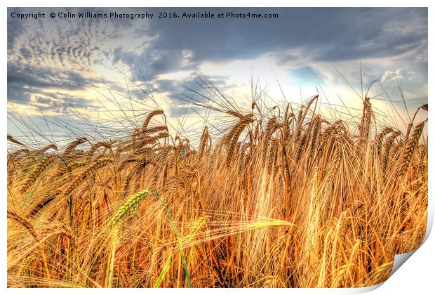 Winter Barley 1 Print by Colin Williams Photography