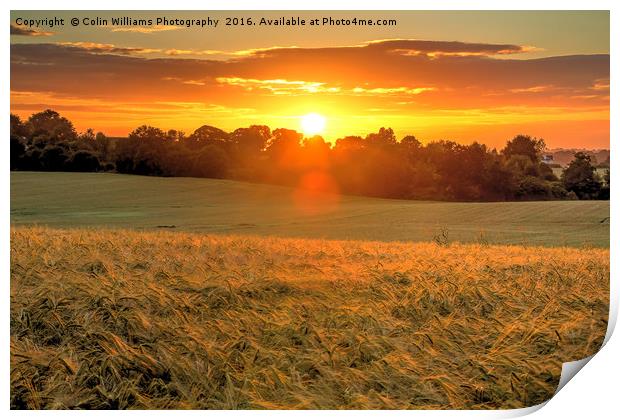 Sunrise over A Field of Winter Barley Print by Colin Williams Photography