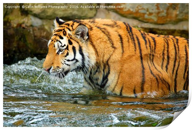 The Eye Of The Tiger - 1 Print by Colin Williams Photography