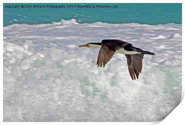 Australian Pied Cormorant Print by Colin Williams Photography