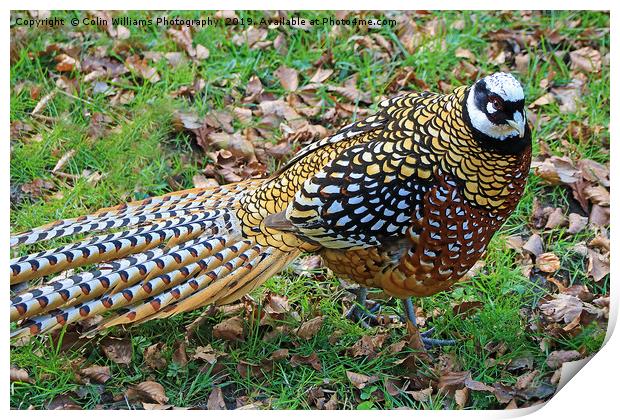  Reeves Pheasant seen near Haworth  Print by Colin Williams Photography