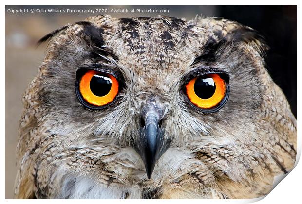 Eagle Owl Eyes Follow you Round the Room. Print by Colin Williams Photography