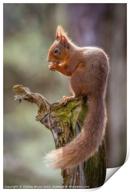 Red squirrel on a branch Print by Charles Bruce