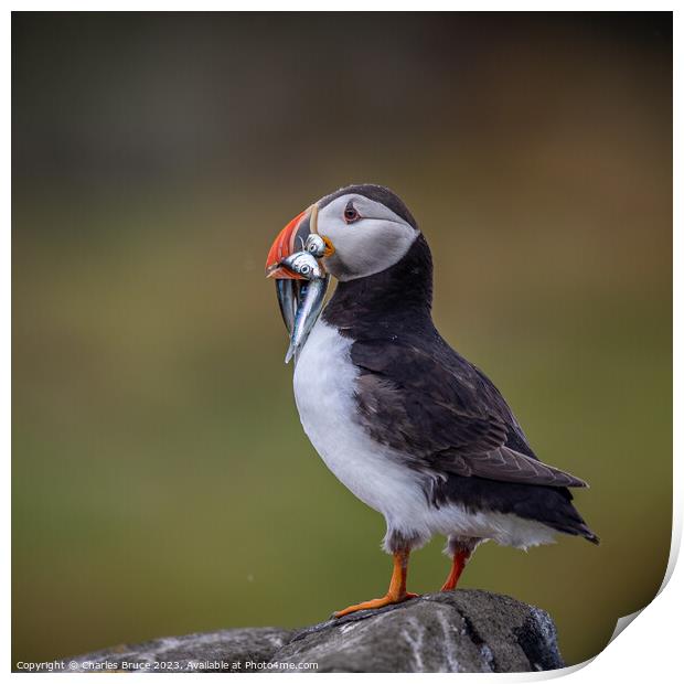 Puffin Print by Charles Bruce