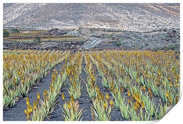 Aloe Vera Plantation, Lanzarote Print by Tony Murtagh