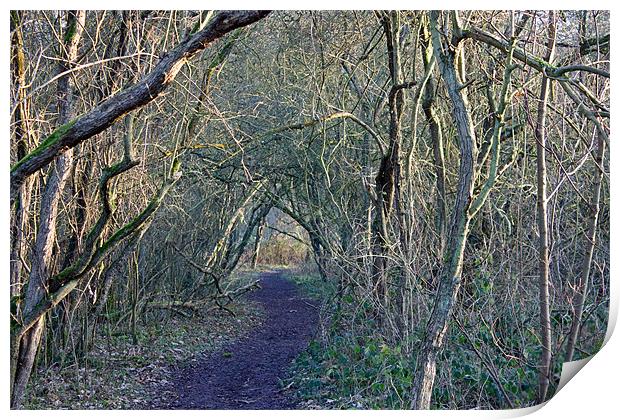 Path through the woods Print by Tony Murtagh