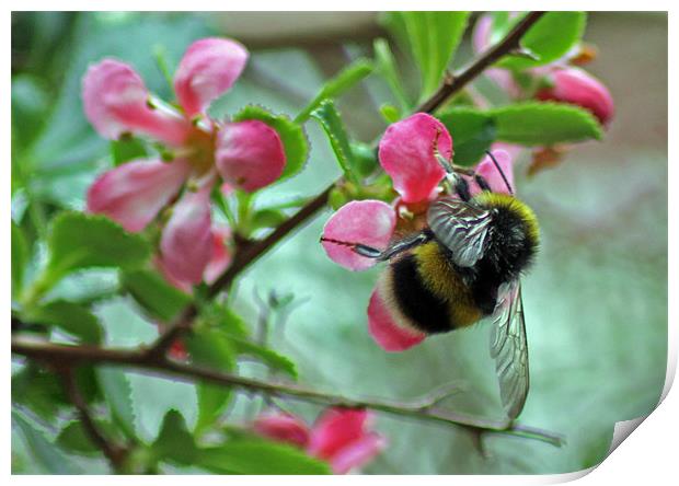 Bumble Bee Print by Tony Murtagh