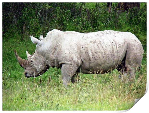 White Rhino Print by Tony Murtagh