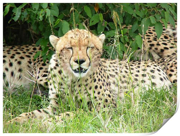 Cheetah Print by Tony Murtagh