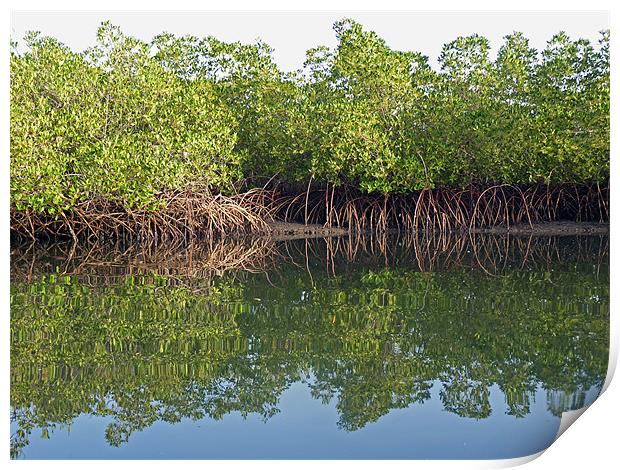 Mangrove Reflections Print by Tony Murtagh