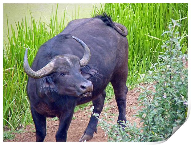 Water Buffalo Print by Tony Murtagh