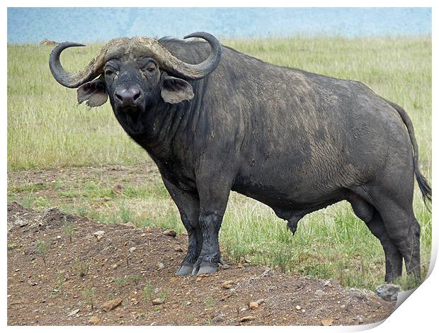 Cape Buffalo Print by Tony Murtagh