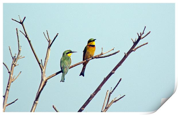 Little Bee Eaters Print by Tony Murtagh