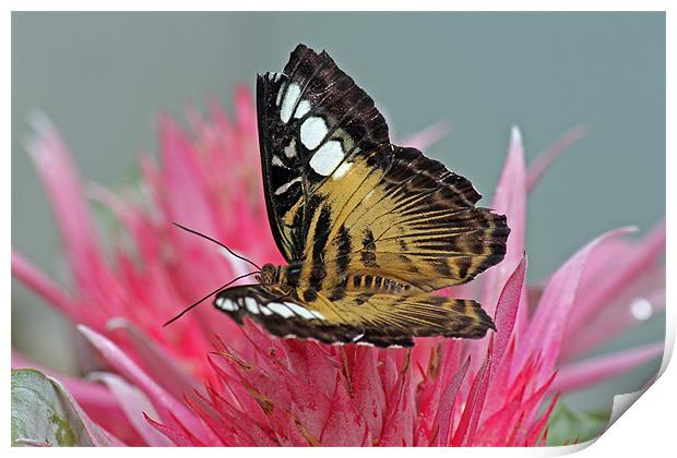 Clipper Butterfly Print by Tony Murtagh