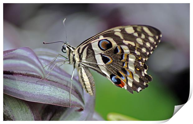 Tropical Butterfly Print by Tony Murtagh