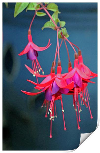 Fuchsia Print by Tony Murtagh