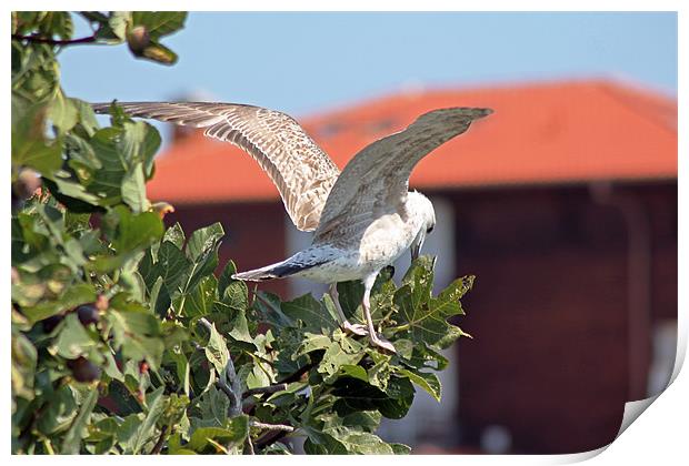 Juvenile herring gull Print by Tony Murtagh