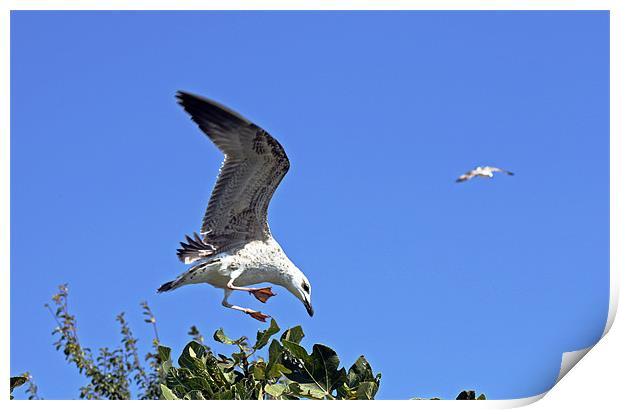 A juvenile herring gull feeding on a fig tree in S Print by Tony Murtagh