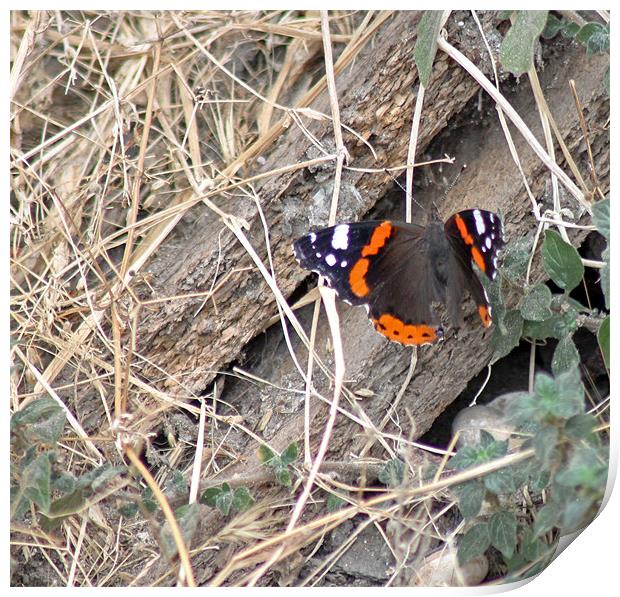 Postman Butterfly Print by Tony Murtagh