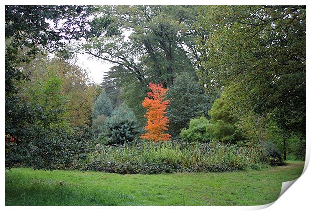 Autumn Colours Print by Tony Murtagh