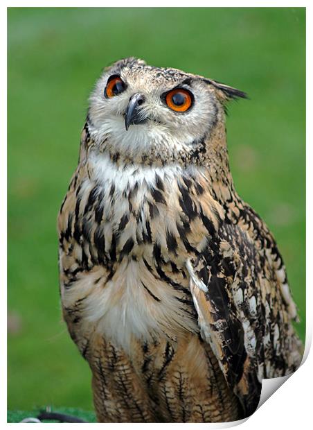 European Eagle Owl Print by Tony Murtagh