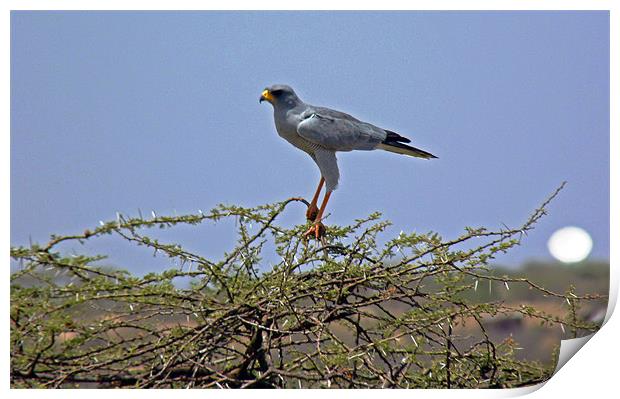 Eastern Pale Chanting Gosshawk Print by Tony Murtagh