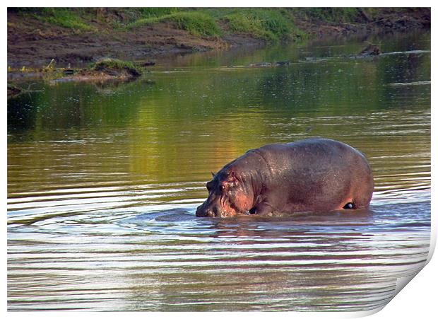 Hippopotamus in Mara River Print by Tony Murtagh