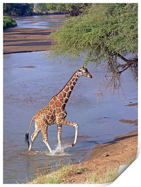 Giraffe Crossing Stream Print by Tony Murtagh
