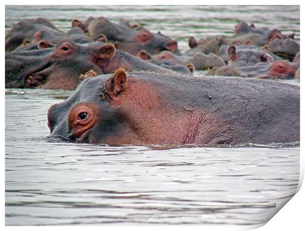 Hippo Group in Mara River Print by Tony Murtagh