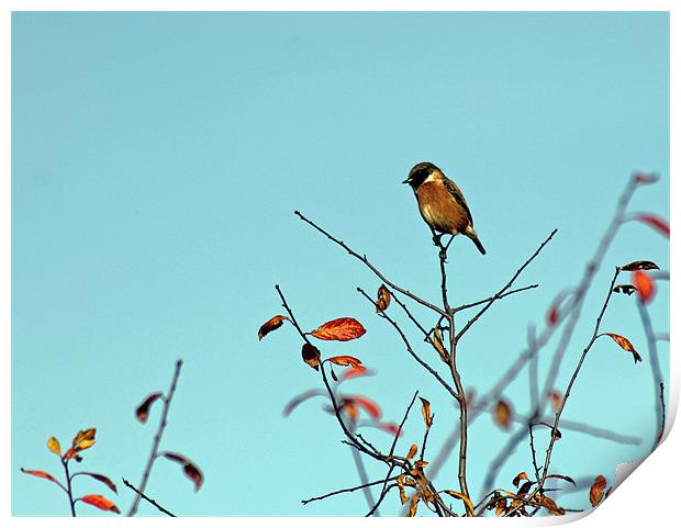 Stonechat Print by Tony Murtagh