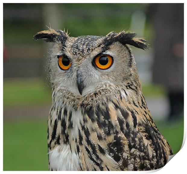 European Eagle Owl Print by Tony Murtagh