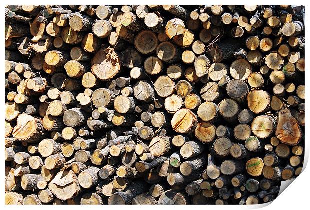 Winter Logs Print by Tony Murtagh