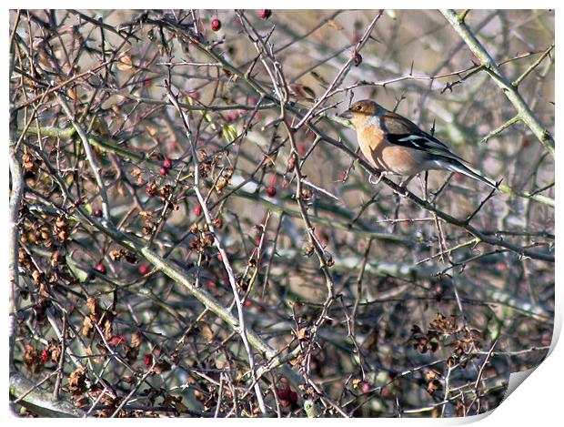 Chaffinch in Autumn Hedgerow Print by Tony Murtagh