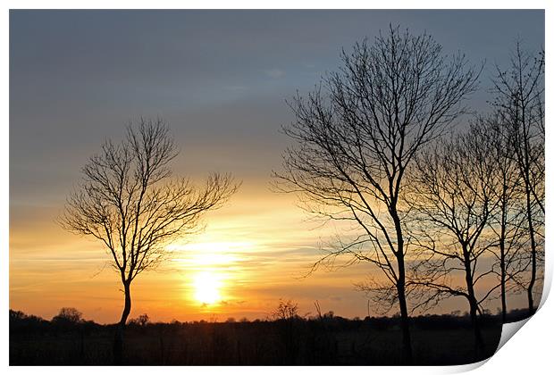 Trees at Sunset Print by Tony Murtagh