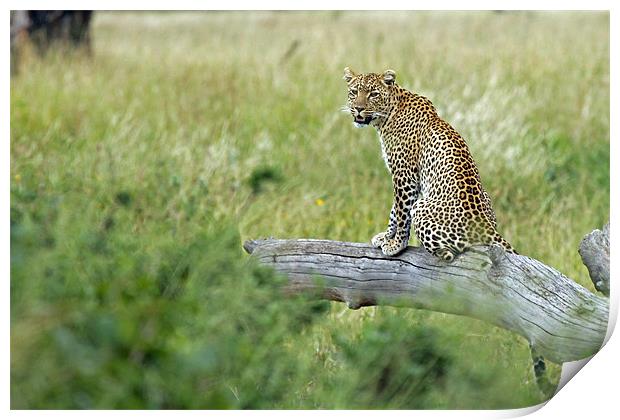 Leopard In Serengeti Print by Tony Murtagh