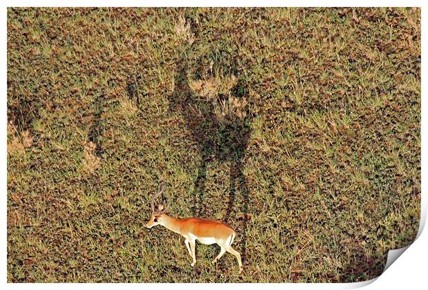 Gazelle on Serengeti Print by Tony Murtagh