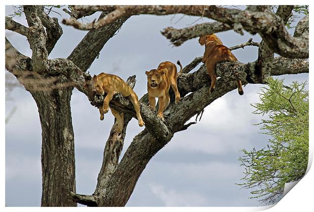 Tree Lions Print by Tony Murtagh