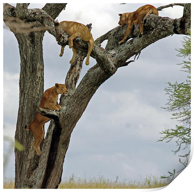 Lions climbing tree Print by Tony Murtagh