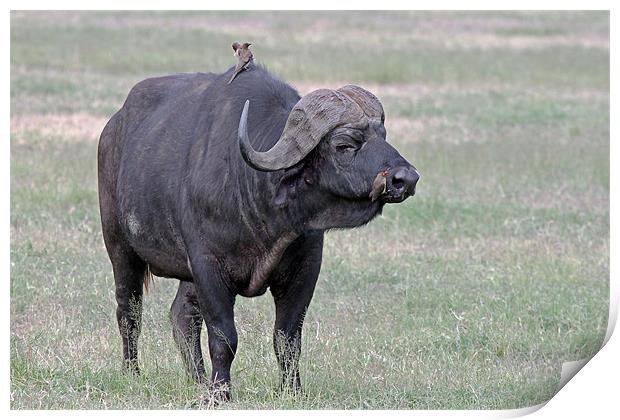 Cape Buffalo with Ox Peckers Print by Tony Murtagh
