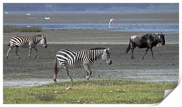 Zebra and Wildebeest Print by Tony Murtagh