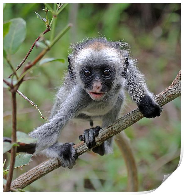 Baby Zanzibar Red Colobus Monkey Print by Tony Murtagh