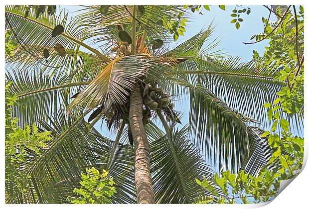Coconut palm Print by Tony Murtagh