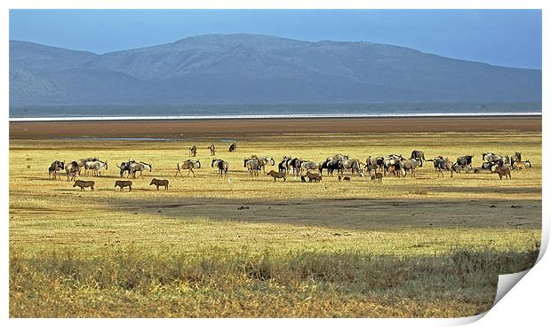 Wildebeest on Lake Manyara Print by Tony Murtagh