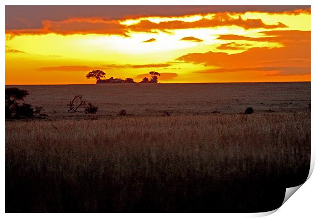 Serengeti Dawn Print by Tony Murtagh