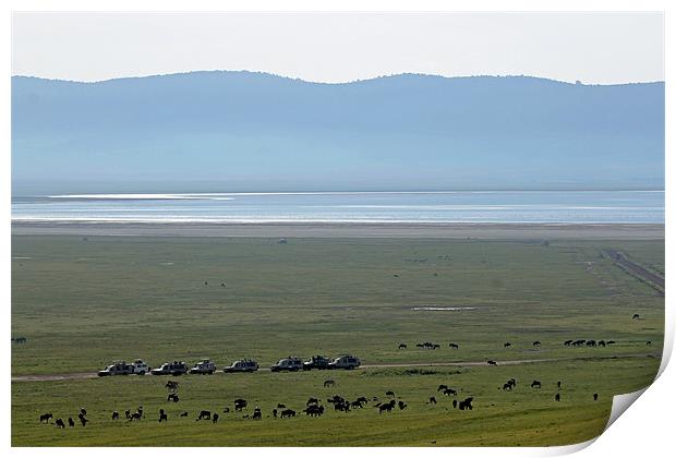 Wildebeest in Ngorongoro Crater Print by Tony Murtagh