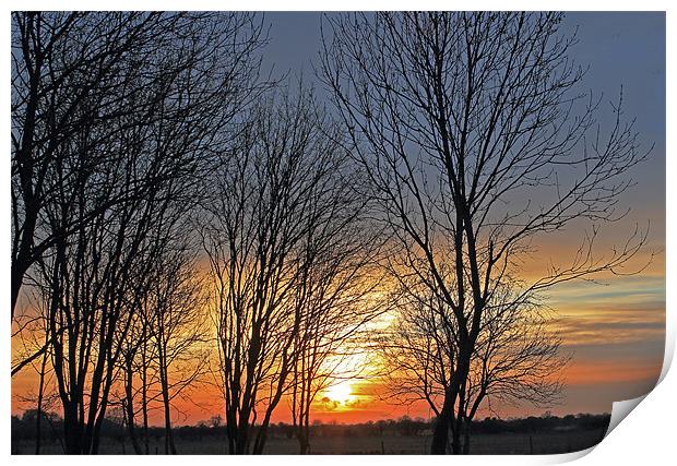 Trees at sunset Print by Tony Murtagh