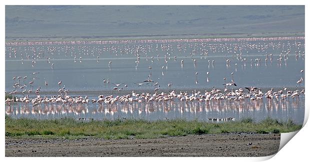 Flamingos on Lake Magadi Print by Tony Murtagh