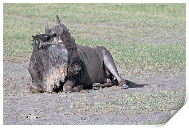Wildebeest Resting Print by Tony Murtagh